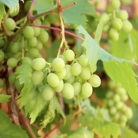 別荘 Holiday Home Montaigu-De-Quercy Lake *